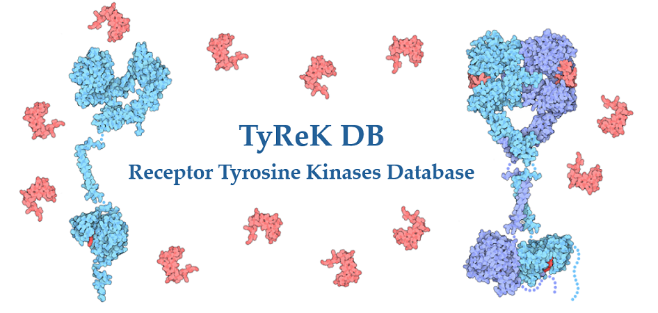 Receptor Tyrosine Kinases Title